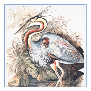 Vintage Elizabeth Gwillim Lila Heron Fototryck