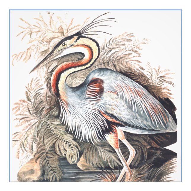 Vintage Elizabeth Gwillim Lila Heron Fototryck (Framsidan)