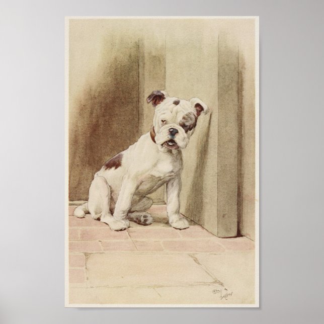 Vintage English Bulldog Illustration Poster (Framsidan)
