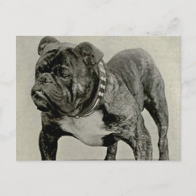 Vintage English Bulldog Photograph Vykort (Framsida)