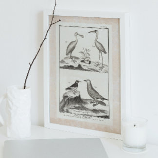 Vintage Engrining Seabirds - Spoonbill Gull Ibis Poster