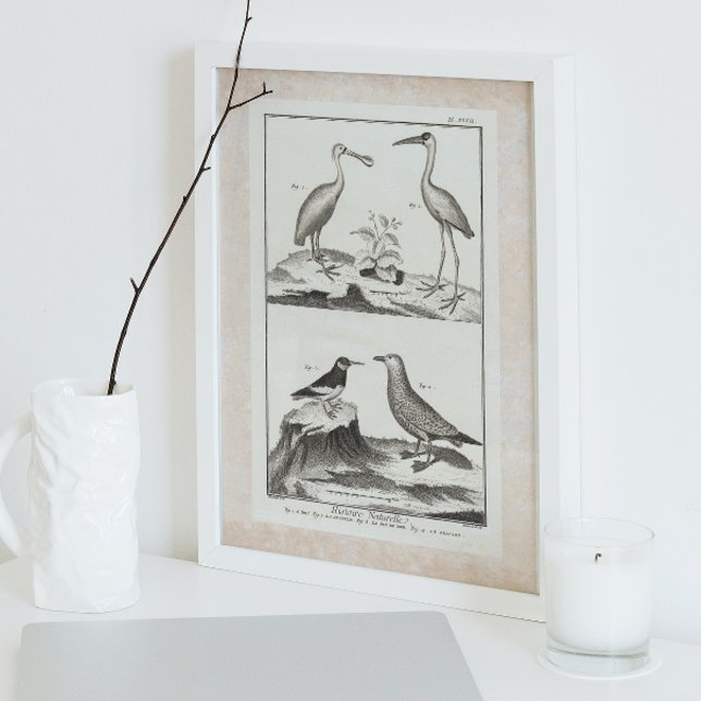 Vintage Engrining Seabirds - Spoonbill Gull Ibis Poster (Skapare uppladdad)