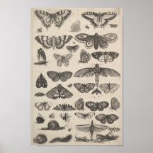 Vintage Entomologi Lepidoptera Insektra
