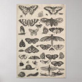Vintage Entomologi Lepidoptera Insektra Poster