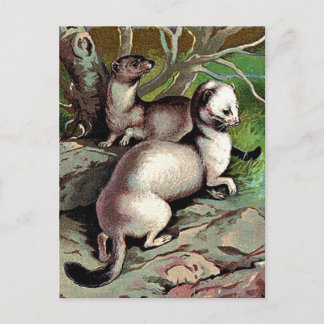 Vintage Ermine Illustration Vykort