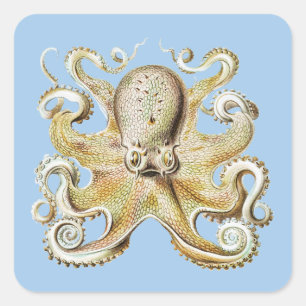 Vintage Ernst Haeckel Bläckfisk Nautiskt Havsliv Fyrkantigt Klistermärke