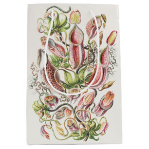 Vintage Ernst Haeckel Botanisk kannväxt