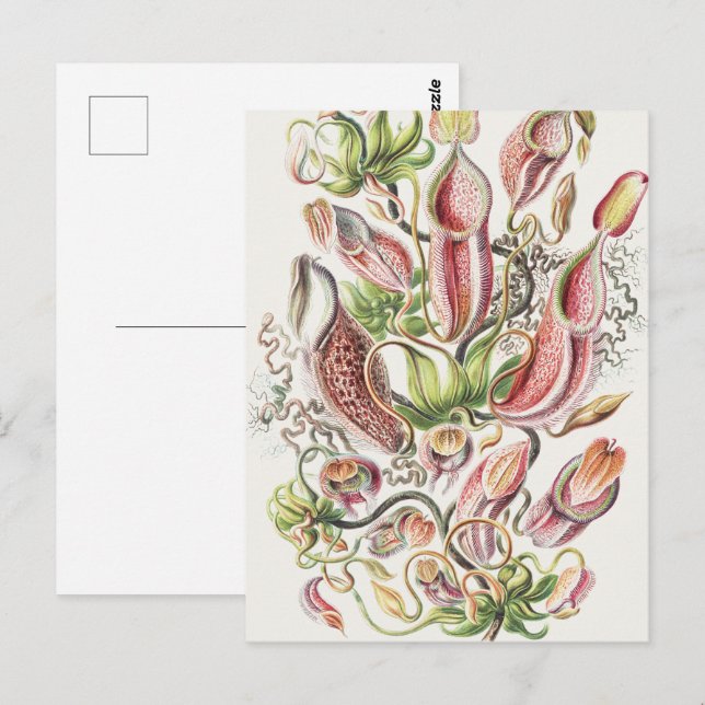 Vintage Ernst Haeckel Botanisk kannväxt Vykort (Fram/baksida)