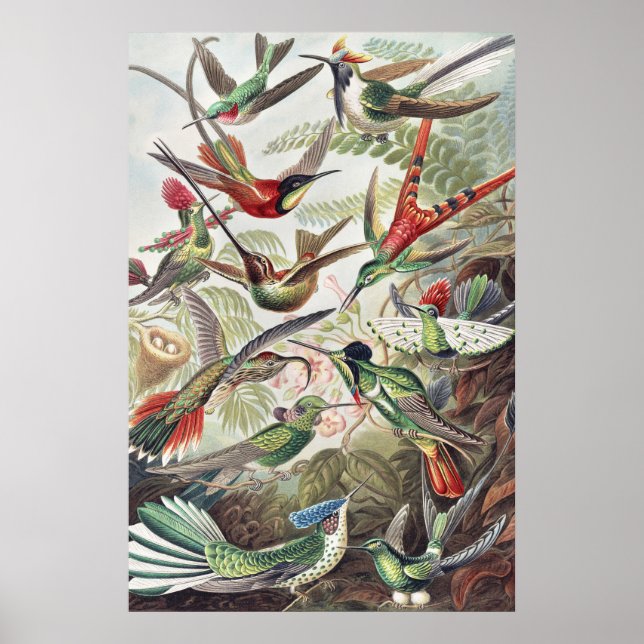 Vintage Ernst Haeckel Färgrik Kolibri Affisch (Framsidan)
