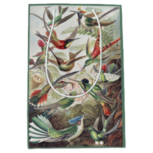 Vintage Ernst Haeckel Färgrik Kolibri Affisch