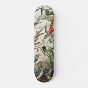 Vintage Ernst Haeckel Färgrik Kolibri Affisch Mini Skateboard Bräda 18,5 Cm