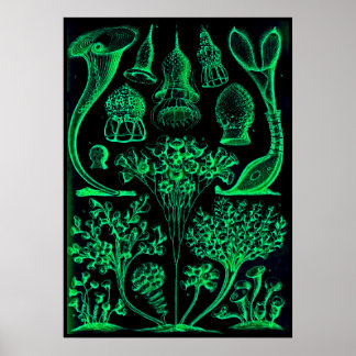 Vintage Ernst Haeckel Grönt & Black Poster Skriv u