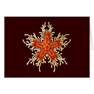Vintage Ernst Haeckel Hälsningskort
