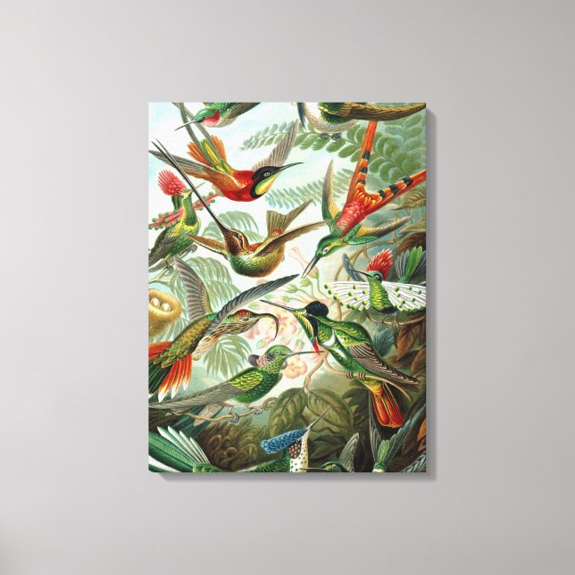 Vintage Ernst Haeckel Hummingbird Canvastryck (Framsida)