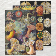 Vintage Ernst Haeckel Marline Life Dedesign