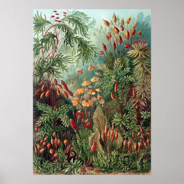 Vintage Ernst Haeckel Moss Poster (Framsidan)
