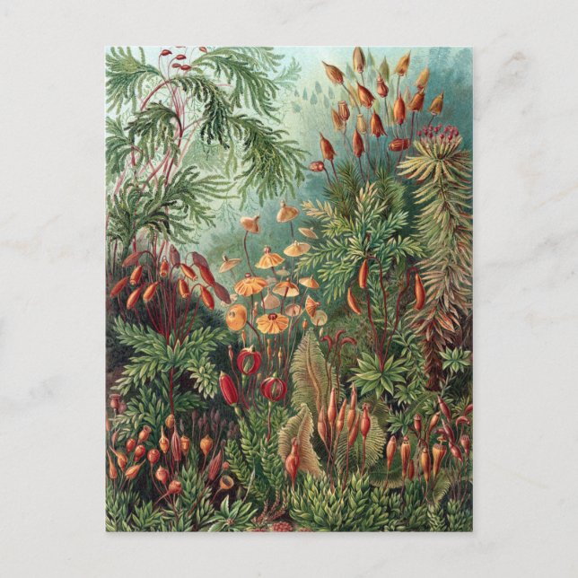 Vintage Ernst Haeckel Moss Poster Vykort (Framsida)