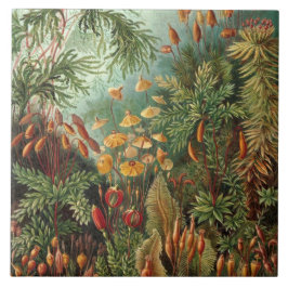 Vintage Ernst Haeckel Mosses Kakelplatta