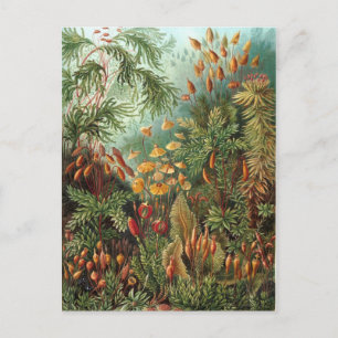 Vintage Ernst Haeckel Mosses Vykort