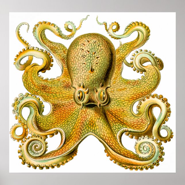 Vintage Ernst Haeckel Octopus i Gult Poster (Framsidan)