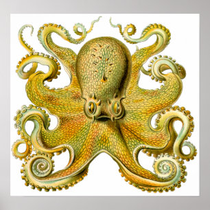 Vintage Ernst Haeckel Octopus i Gult Poster
