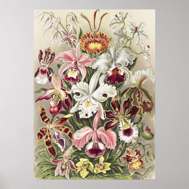 Vintage Ernst Haeckel Orkidé Botaniskt Tryck (Framsidan)