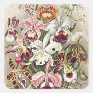 Vintage Ernst Haeckel Orkidé Botaniskt Tryck Fyrkantigt Klistermärke
