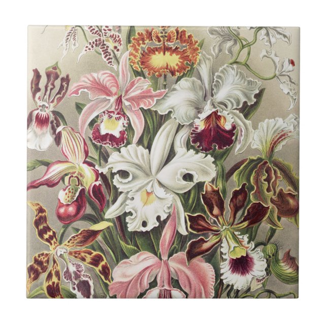 Vintage Ernst Haeckel Orkidé Botaniskt Tryck Kakelplatta (Framsidan)