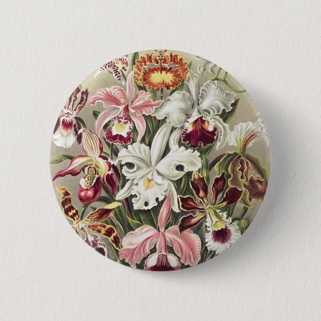 Vintage Ernst Haeckel Orkidé Botaniskt Tryck Knapp (Framsida)