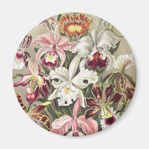 Vintage Ernst Haeckel Orkidé Botaniskt Tryck Magnet