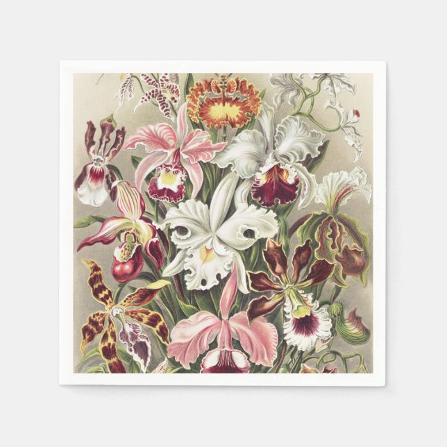 Vintage Ernst Haeckel Orkidé Botaniskt Tryck Pappersservett (Framsidan)