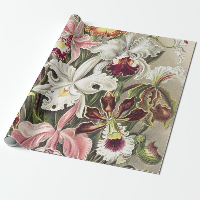Vintage Ernst Haeckel Orkidé Botaniskt Tryck Presentpapper (Utrullad)