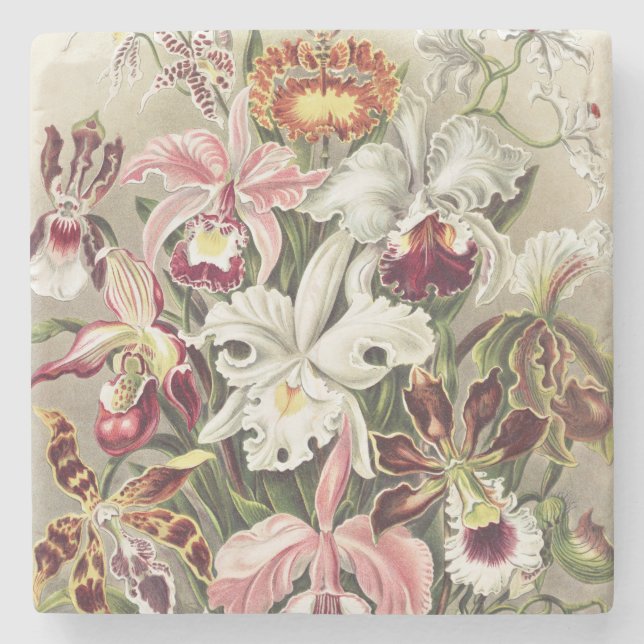 Vintage Ernst Haeckel Orkidé Botaniskt Tryck Stenunderlägg (Framsidan)