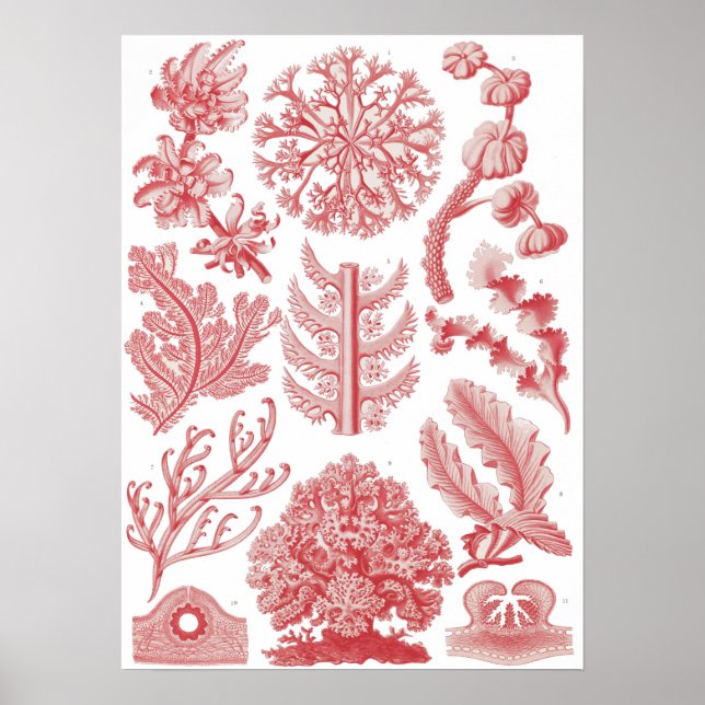 Vintage Ernst Haeckel Sjögräs Poster (Framsidan)