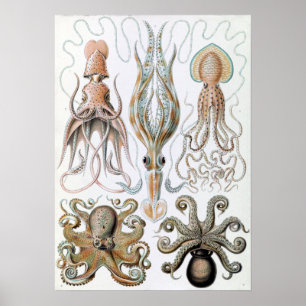 Vintage Ernst Haeckel Squids och Octopus Poster