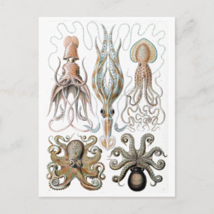 Vintage Ernst Haeckel Squids och Octopus Poster Vykort