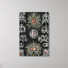 Vintage Ernst Haeckel Stephoidé Canvastryck