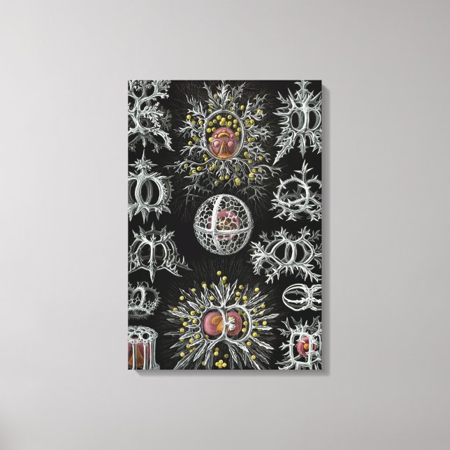 Vintage Ernst Haeckel Stephoidé Canvastryck (Framsida)