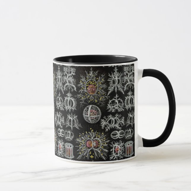 Vintage Ernst Haeckel Stephoidea Mugg (Höger)