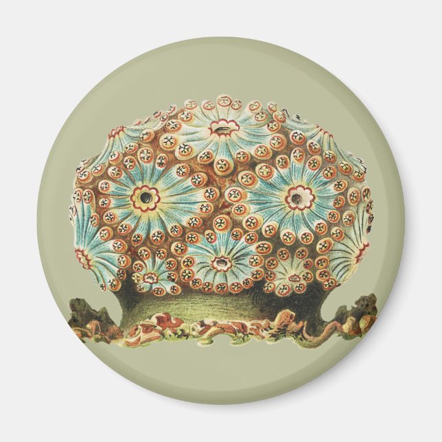 Vintage Ernst Haeckel Turkos Orange Havsliv Magnet (Framsidan)