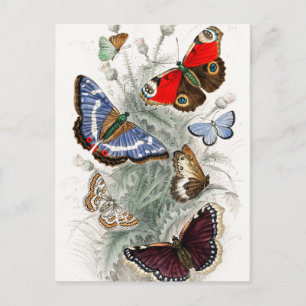 Vintage European Butterflies Vykort