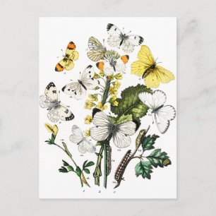 Vintage European Butterflies Vykort