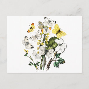 Vintage European Butterflies Vykort