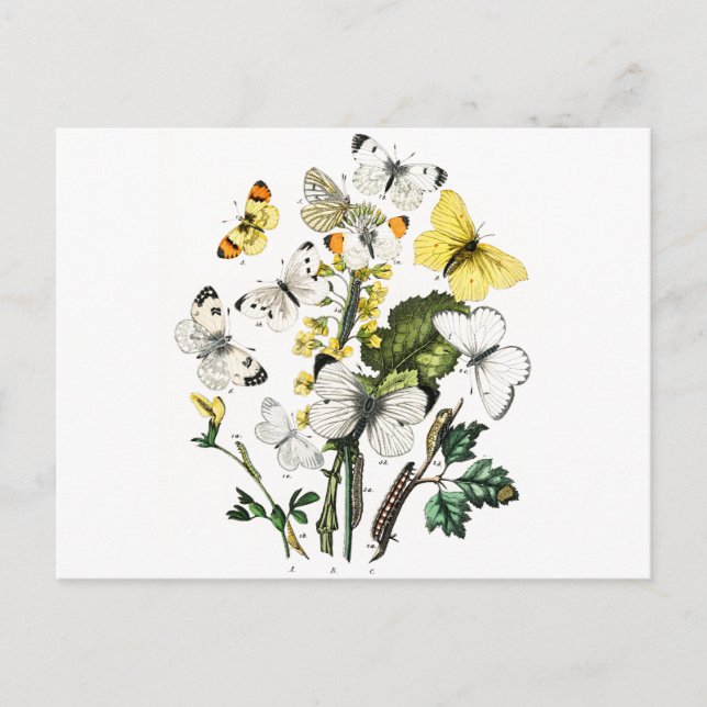 Vintage European Butterflies Vykort (Framsida)