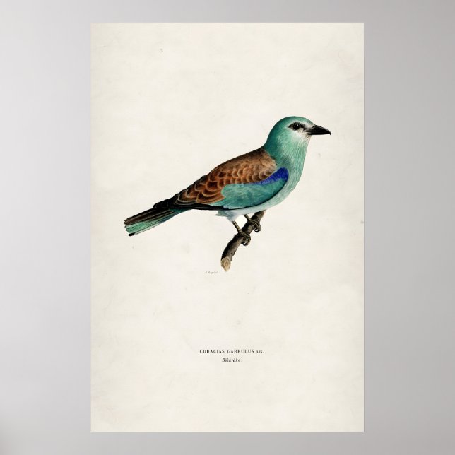 Vintage European Roller Bird  Matt Finkonsttryck Poster (Framsidan)