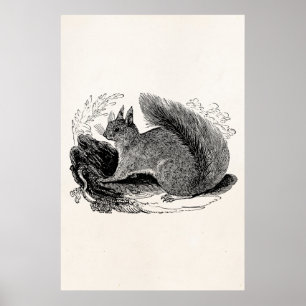 Vintage European Squirrel 1800s Squirrels Poster