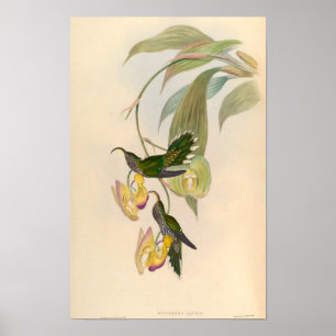 Vintage Eutoxeres Aquila Hummingbird Illustration Poster