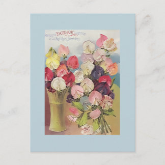 Vintage Excelsior Collection of Assorted Sweetpeas Vykort