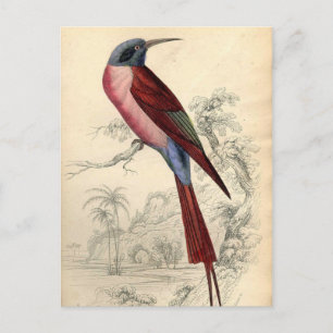 Vintage Exotic Bird Vykort