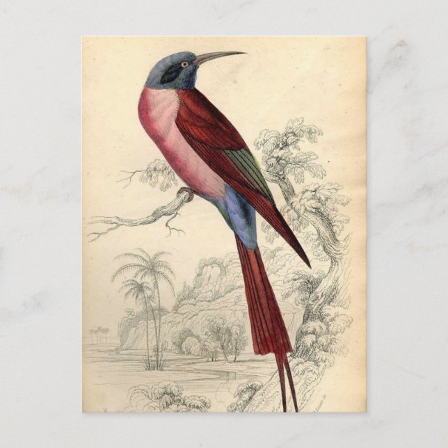 Vintage Exotic Bird Vykort (Framsida)